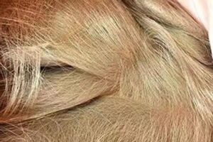 ワイヤーカット